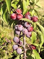 American Plum