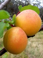 Debbies Gold Apricot