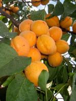 Capilano Apricot