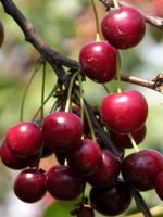 Porthos Cherry