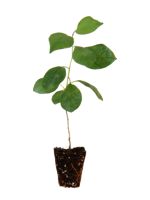 Evans Cherry - 1 Year Old