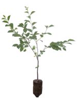 Evans Cherry - 3 Year Old