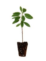 Opata Cherry Plum - 1 Year Old