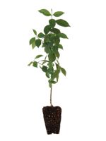 Mustang Cherry Plum - 1 Year Old