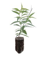 Tzim Pee Tao Peach - 2 Year Old
