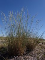 Bluebunch Wheatgrass