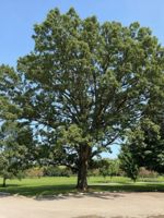 Bur Oak