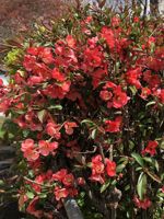 Flowering Quince