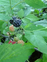 Black Raspberry