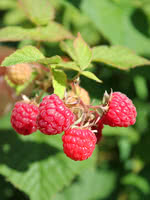 Red Bounty Raspberry