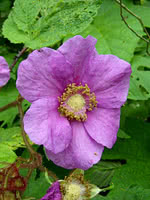 Flowering Raspberry