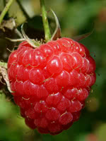 Souris Raspberry (an improved Boyne Raspberry)