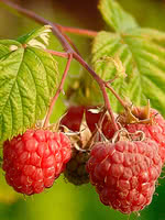 Boyne Raspberry