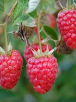 Red Mammoth Raspberry