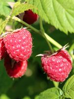 Boyne Raspberry