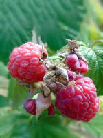 Grayleaf Red Raspberry