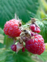 Wild Red Raspberry