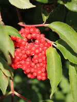 Red Elderberry