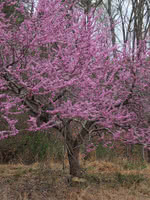 Eastern Redbud