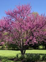 Image of Serviceberry, redbud, dogwood, crabapple, hawthorn, magnolia, rhododendron, and viburnum shrubs