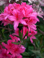 Rosy Lights Rhododendron (Azalea)