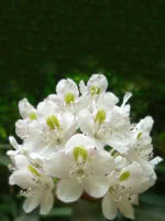 White Lights Rhododendron (Azalea)