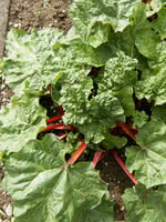 Rhubarb Rheum Canada Red, Fruit Plant