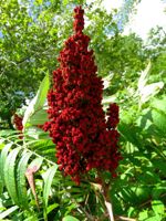 Smooth Sumac