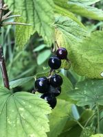 American Black Currant