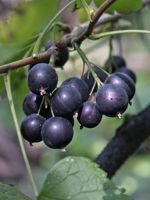 Northern Black Currant