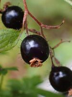 Bristly Black Currant
