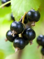 Ben Sarek Black Currant