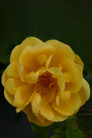 Hazeldean Rose