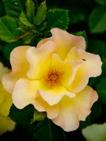 Morden Sunrise Rose