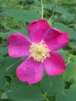 Prickly Wild Rose