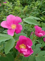 Common Wild Rose
