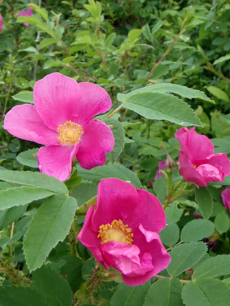 Common Wild Rose for Sale 