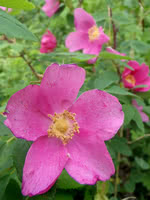Hedge Rose