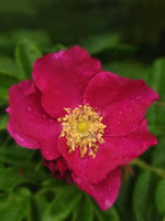 Red Rugosa Rose