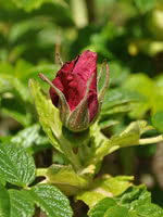 Red Rugosa Rose