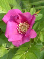 Rugosa Rose - 2 Year Old
