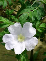 White Rugosa Rose