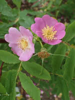 Wild Rose