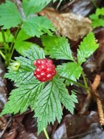 Dewberry (Dwarf Raspberry)