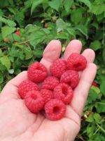 Red Mammoth Raspberry