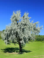 Russian Olive