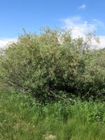 Diamond-Leaf Willow