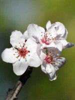 Western Sand Cherry