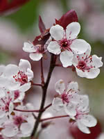 Purple Leaf Sand Cherry