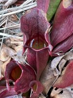 Purple Pitcher Plant